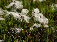 Federblüten im Abendlicht